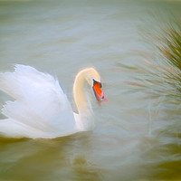 Buy canvas prints of Soft swan lake by Sharon Lisa Clarke
