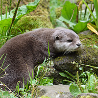 Buy canvas prints of Cute otter by Sharon Lisa Clarke