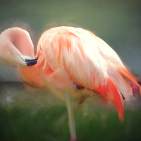 Buy canvas prints of Flamingo blur by Sharon Lisa Clarke