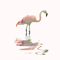 Buy canvas prints of Simply flamingo by Sharon Lisa Clarke