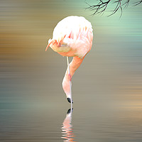 Buy canvas prints of Feathered in pink by Sharon Lisa Clarke
