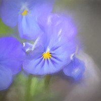 Buy canvas prints of Pansy Blues by Sharon Lisa Clarke