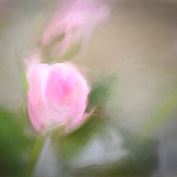 Buy canvas prints of Softest dream by Sharon Lisa Clarke