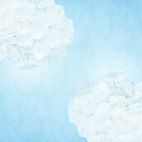 Buy canvas prints of Cotton soft hydrangeas by Sharon Lisa Clarke