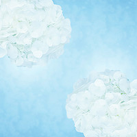 Buy canvas prints of Cotton soft hydrangeas 2 by Sharon Lisa Clarke