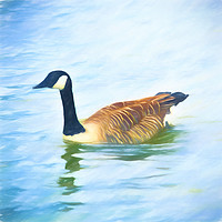 Buy canvas prints of Lone Canada Goose by Sharon Lisa Clarke
