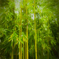 Buy canvas prints of Bamboo by Sharon Lisa Clarke