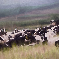 Buy canvas prints of Cows at rest by Sharon Lisa Clarke