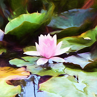 Buy canvas prints of Lily pad by Sharon Lisa Clarke