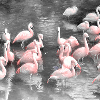 Buy canvas prints of Flamingo party time by Sharon Lisa Clarke