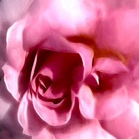 Buy canvas prints of Pink rose romance by Sharon Lisa Clarke