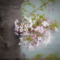 Buy canvas prints of The Old Blossom Tree by Sharon Lisa Clarke