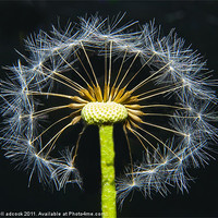 Buy canvas prints of snowflake dandelion by russell adcock