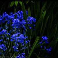 Buy canvas prints of Bluebells by Pierre TORNERO