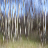 Buy canvas prints of Birch Trees ICM by Scott K Marshall