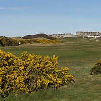 Buy canvas prints of Lossiemouth Moray Golf Course Gorse by Scott K Marshall