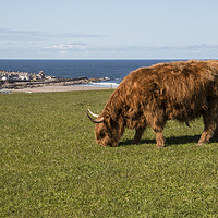 Buy canvas prints of Sandend Highland Coo by Scott K Marshall