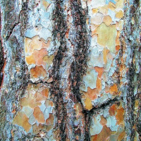 Buy canvas prints of Tree Bark, Wisley Gardens, Surrey. by Laura Jarvis