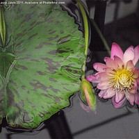 Buy canvas prints of Reflections in a Lilly Pond by Laura Jarvis