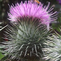 Buy canvas prints of Hoverfly on Thistle by Laura Jarvis