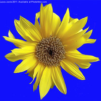 Buy canvas prints of Dwarf Sunflower on a Blue Background by Laura Jarvis