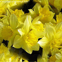 Buy canvas prints of Yellow Beauties. by Laura Jarvis