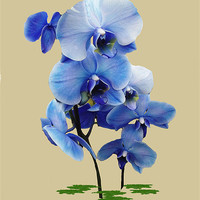 Buy canvas prints of Blue Orchid by Laura Jarvis