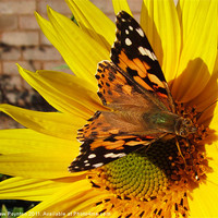 Buy canvas prints of Butterfly on a sunflower by Andrew Poynton