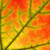 Buy canvas prints of Sycamore leaf close up by Andrew Poynton