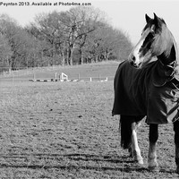 Buy canvas prints of A Black Country Horse by Andrew Poynton