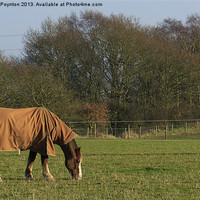 Buy canvas prints of Hinksford Horse by Andrew Poynton