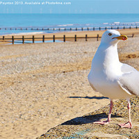 Buy canvas prints of Seagull by Andrew Poynton