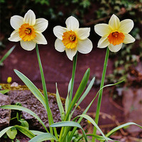 Buy canvas prints of Daffs by Andrew Poynton