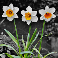Buy canvas prints of Daffodil Isolation by Andrew Poynton