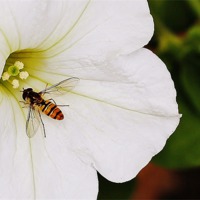 Buy canvas prints of HOVERFLY by Andrew Poynton