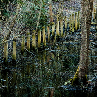 Buy canvas prints of  Swamp by Andrew Poynton