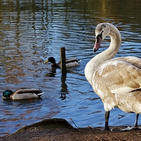 Buy canvas prints of Beautiful young swan by Andrew Poynton