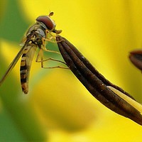 Buy canvas prints of hover fly by Andrew Poynton