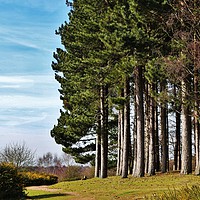 Buy canvas prints of PINE TREES SUTTON PARK by Andrew Poynton