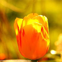 Buy canvas prints of Tulip by Henry Anderson