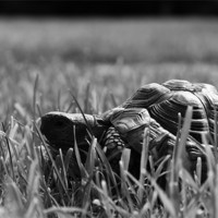 Buy canvas prints of Tortoise in the Grass by Mehgan Sedgwick