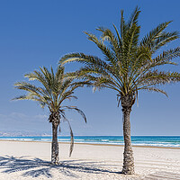 Buy canvas prints of Palm Trees Alicante by Valerie Paterson