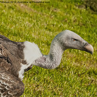 Buy canvas prints of Griffon Vulture Head by Valerie Paterson