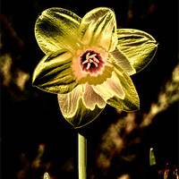 Buy canvas prints of Gold Leaf Daffodil by Valerie Paterson