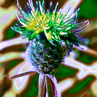 Buy canvas prints of Tartan Thistle by Valerie Paterson