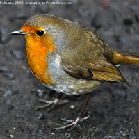 Buy canvas prints of Robin by Valerie Paterson