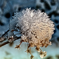 Buy canvas prints of Ball Of Snow by Valerie Paterson