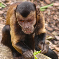 Buy canvas prints of Capuchin Monkey by Valerie Paterson