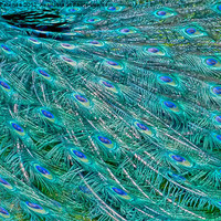 Buy canvas prints of Peacock Feathers by Valerie Paterson