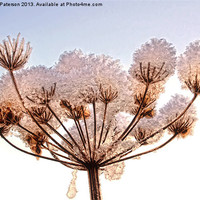 Buy canvas prints of Snow Topped Cow Parsley by Valerie Paterson